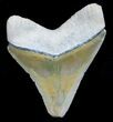 Very Glossy Bone Valley Megalodon Tooth #5641-1